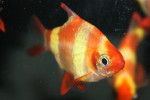Nemo Sumatraan